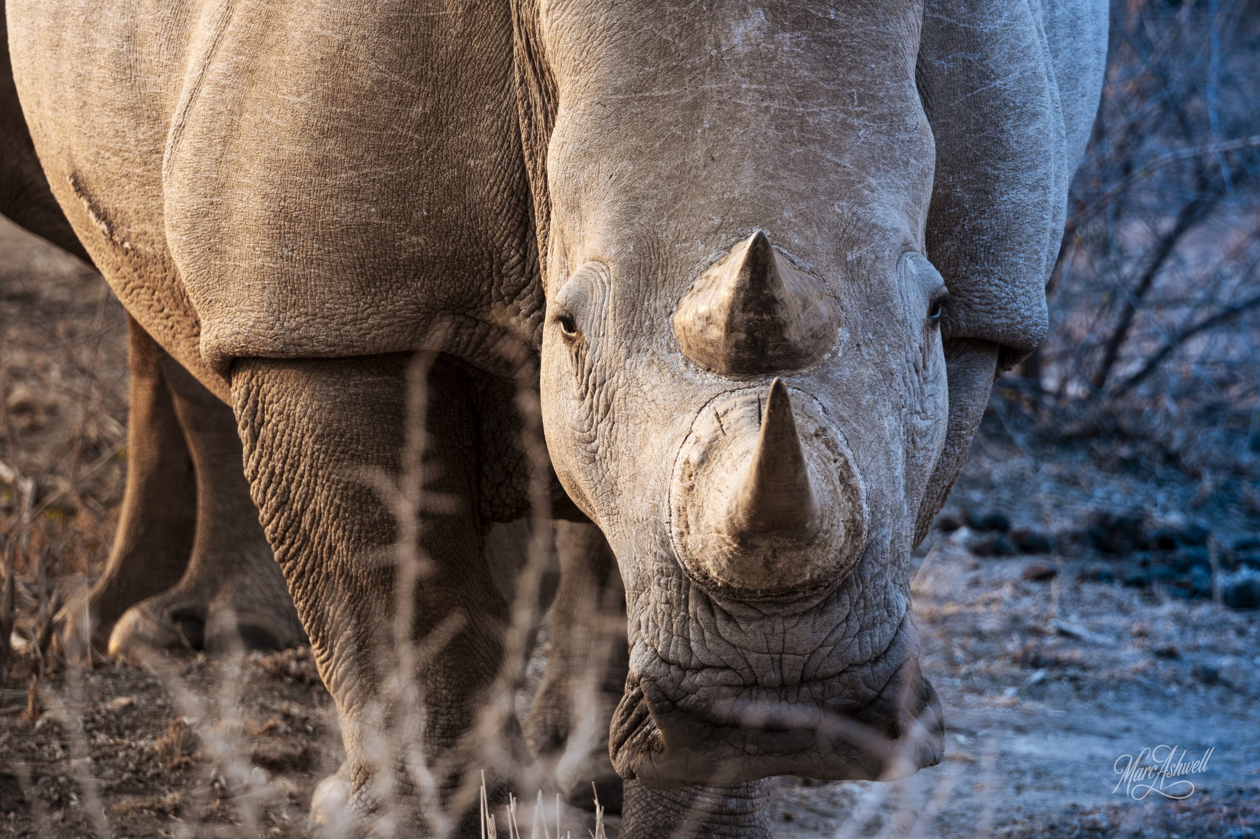 White Rhinoceros