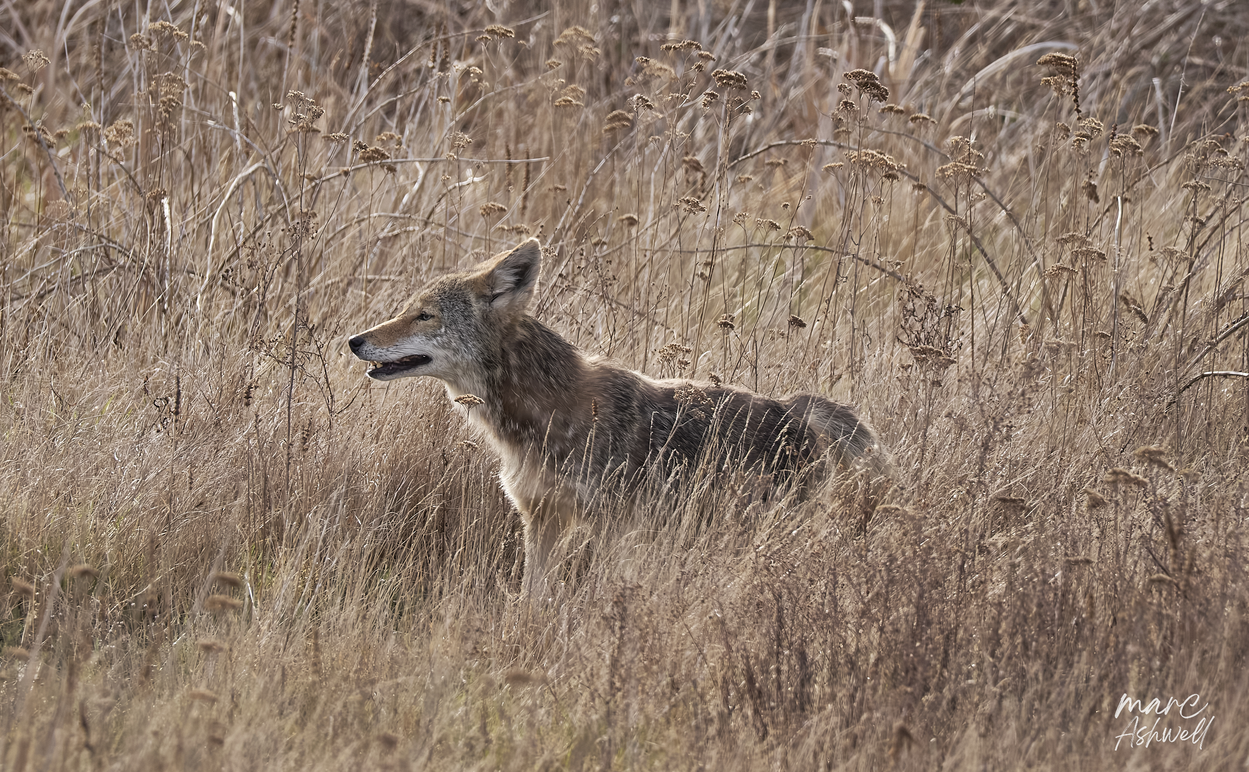Coyote